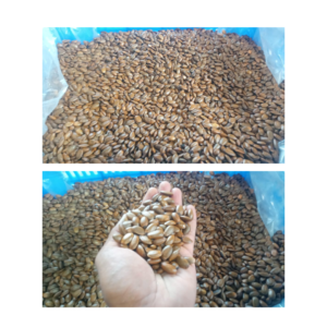 Soursop Seeds (100 NOS)