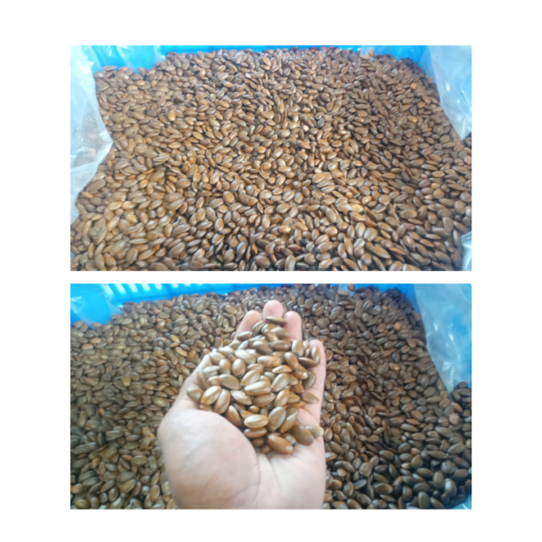 Soursop Seeds Pack of 1 Kg (Approx. 2000-2500 Loose Seeds)