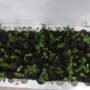 Soursop Seeds Pack of 1 Kg (Approx. 2000-2500 Loose Seeds) - Image 5