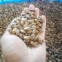 Soursop Seeds Pack of 1 Kg (Approx. 2000-2500 Loose Seeds) - Image 6