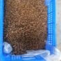 Soursop Seeds Pack of 1 Kg (Approx. 2000-2500 Loose Seeds) - Image 7