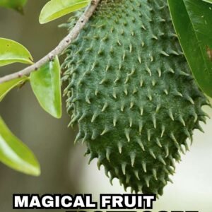 MAGICAL FRUIT "SOURSOP" Nature’s Most Powerful Secret | Health Benefits, Nutrition & Natural Healing Guide